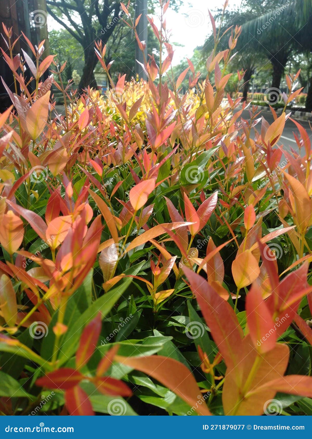 A plant red tip photinia stock image. Image of photinia 271879077