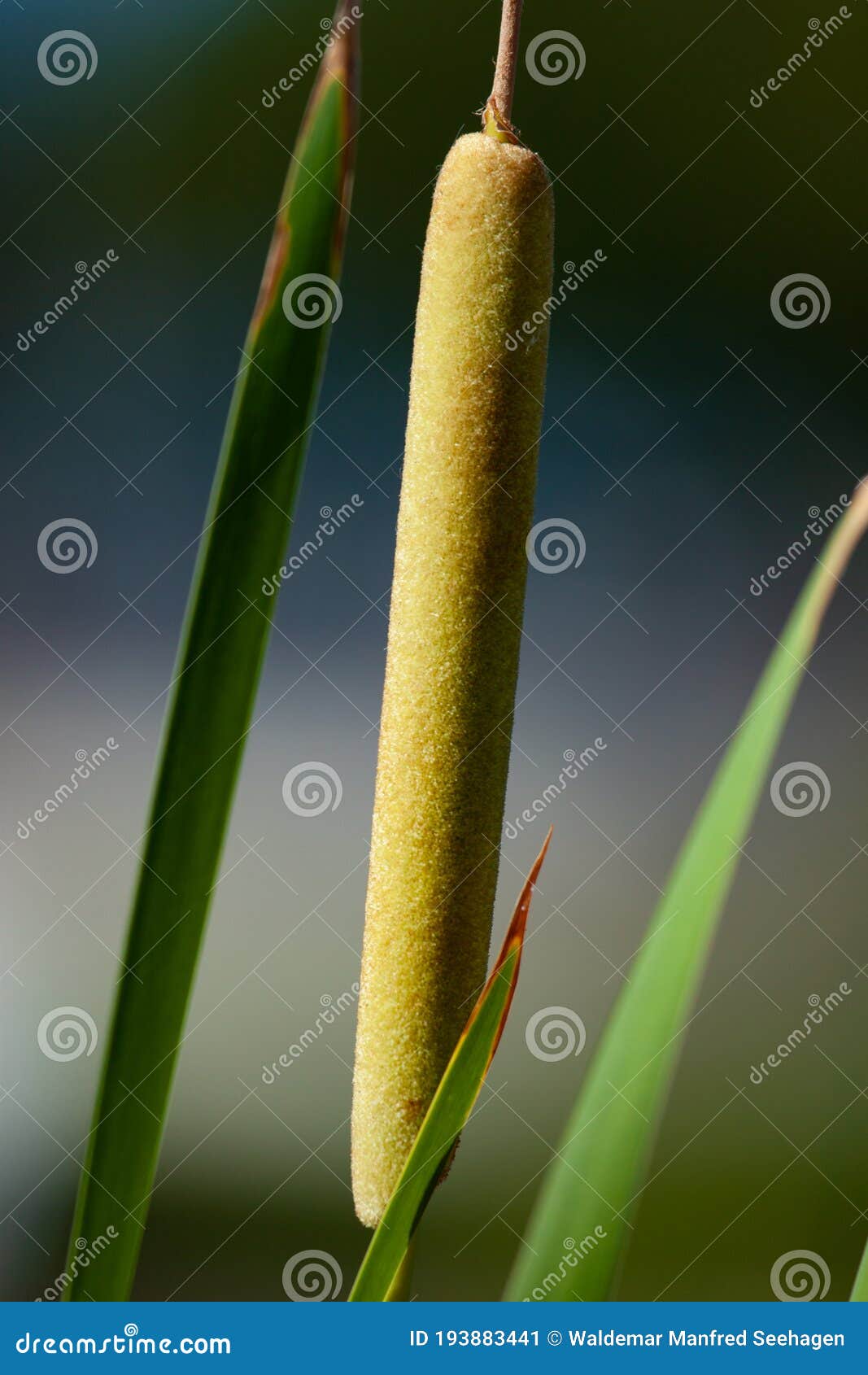 southern cattail or cumbungi typha domingensis against blurred background. minimalism inspiration.