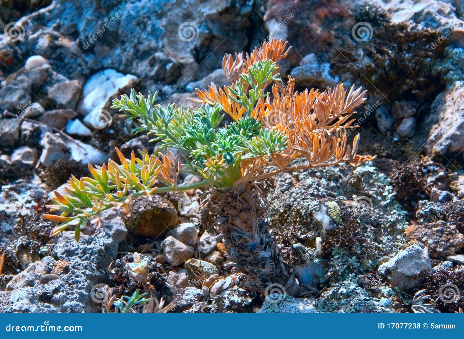 Plant on a rock stock photo. Image of extreme, canyon 17077238