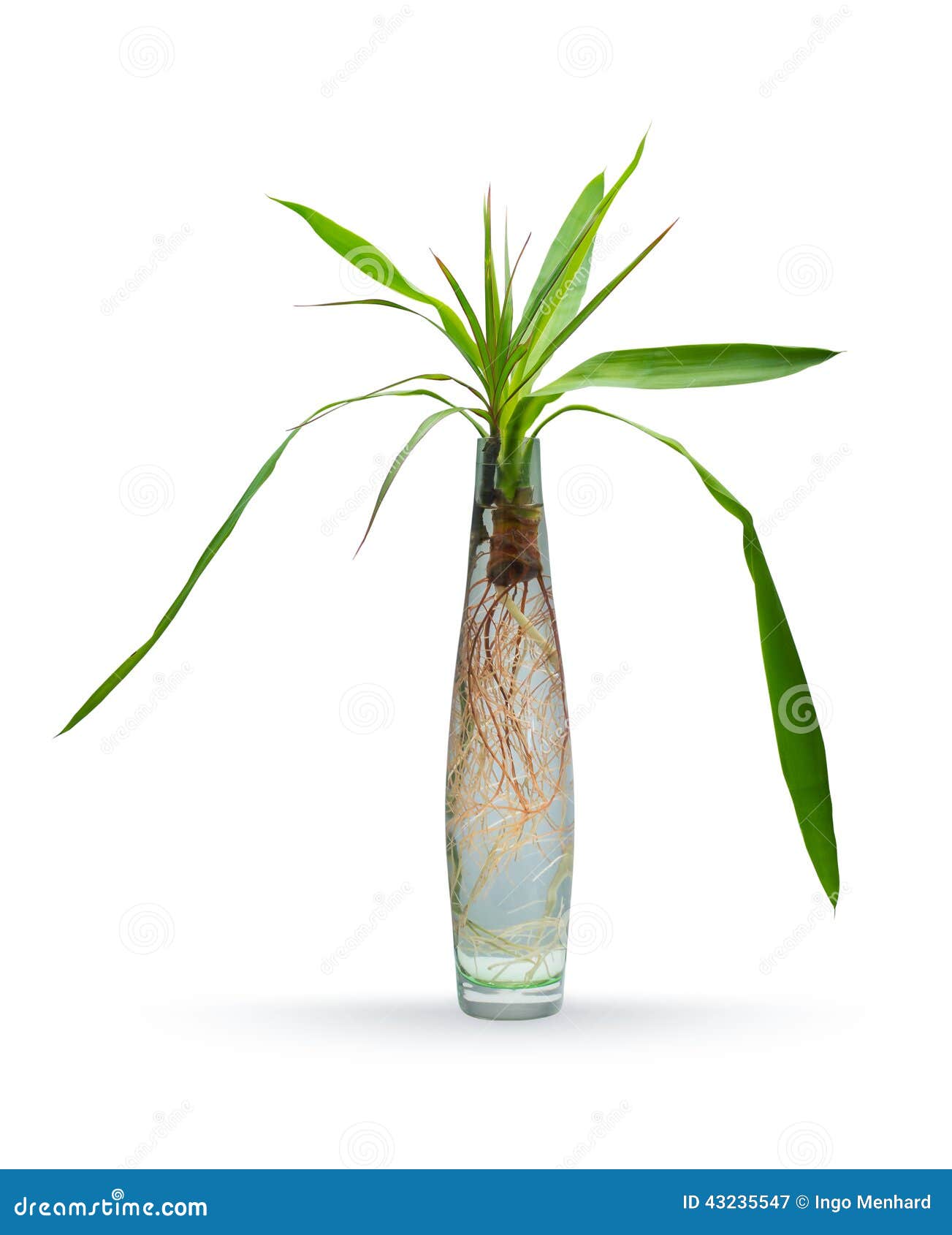 Plant Root in a Special View Stock Image Image of exotic, isolated