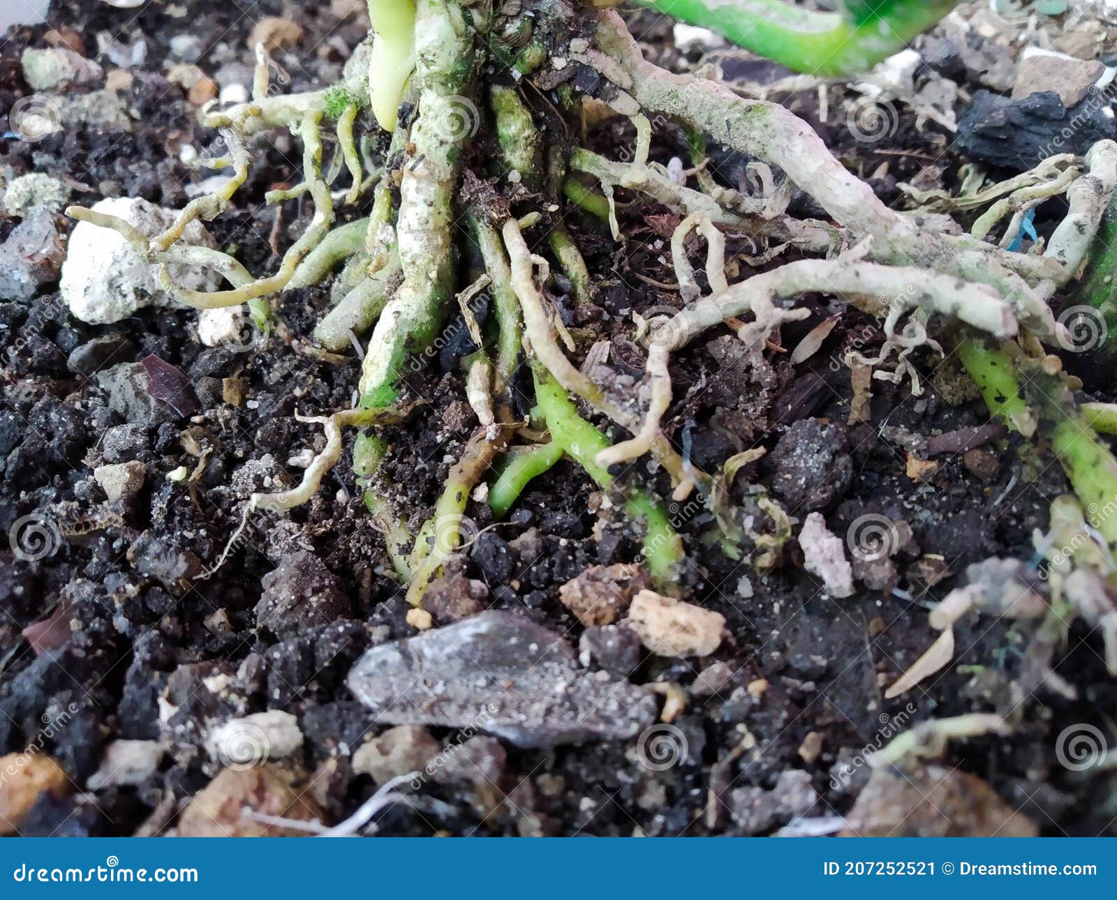 Plant Roots Above the Ground Stock Image Image of roots, creep 207252521