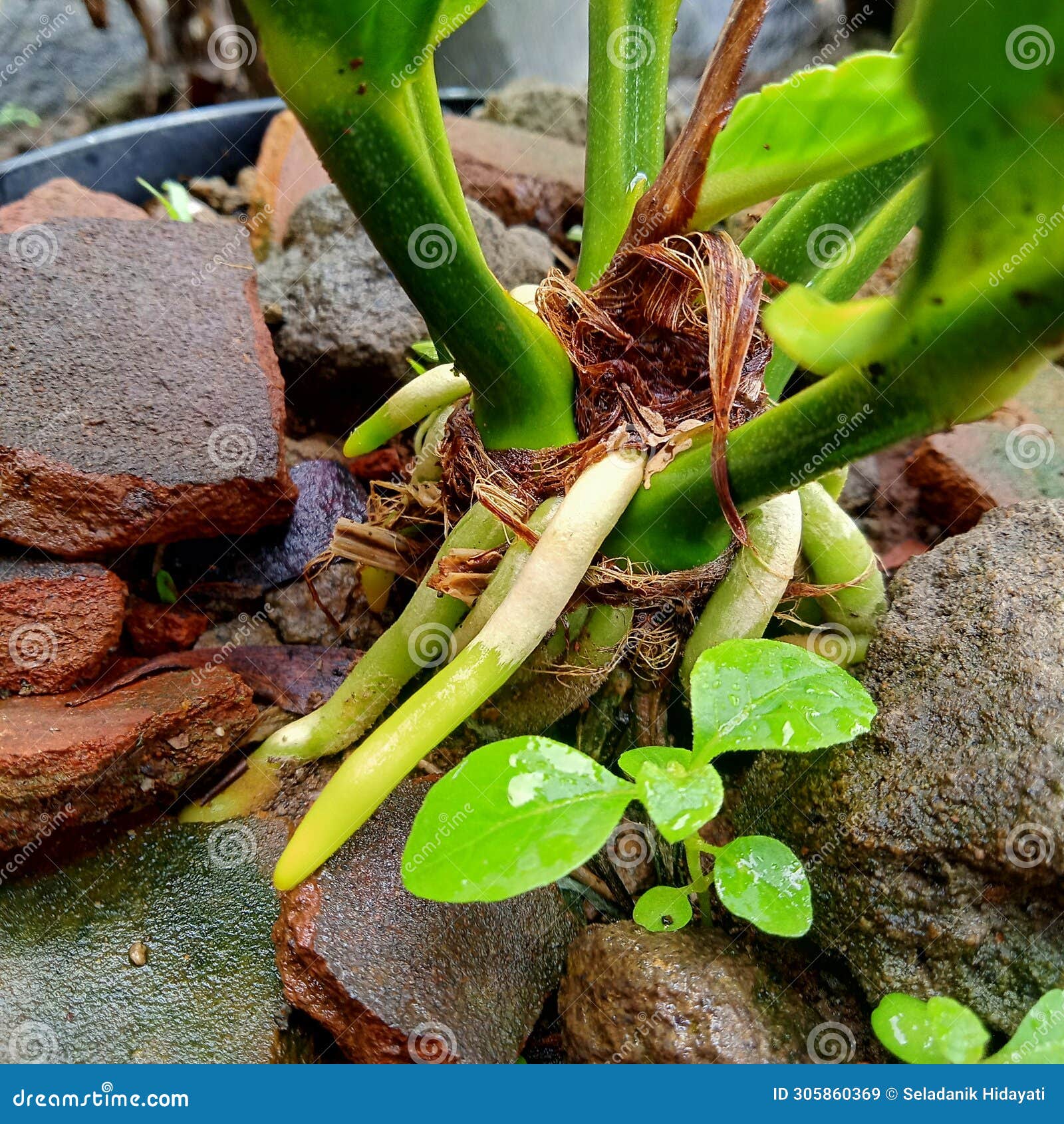 Plant Roots that Grow Above the Ground Stock Image Image of green