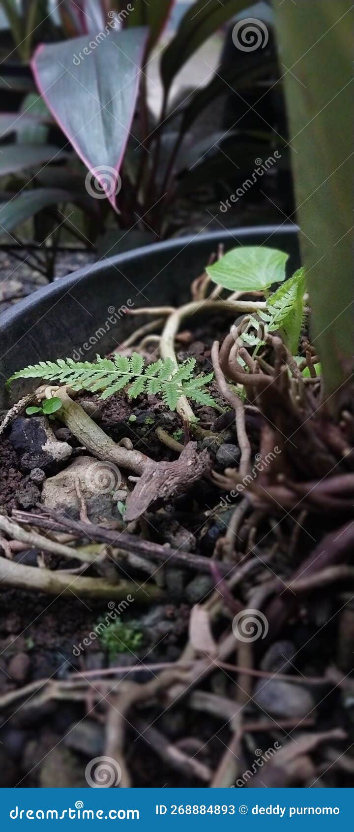 Plant roots stock image. Image of vegetable, plant, leaf 268884893