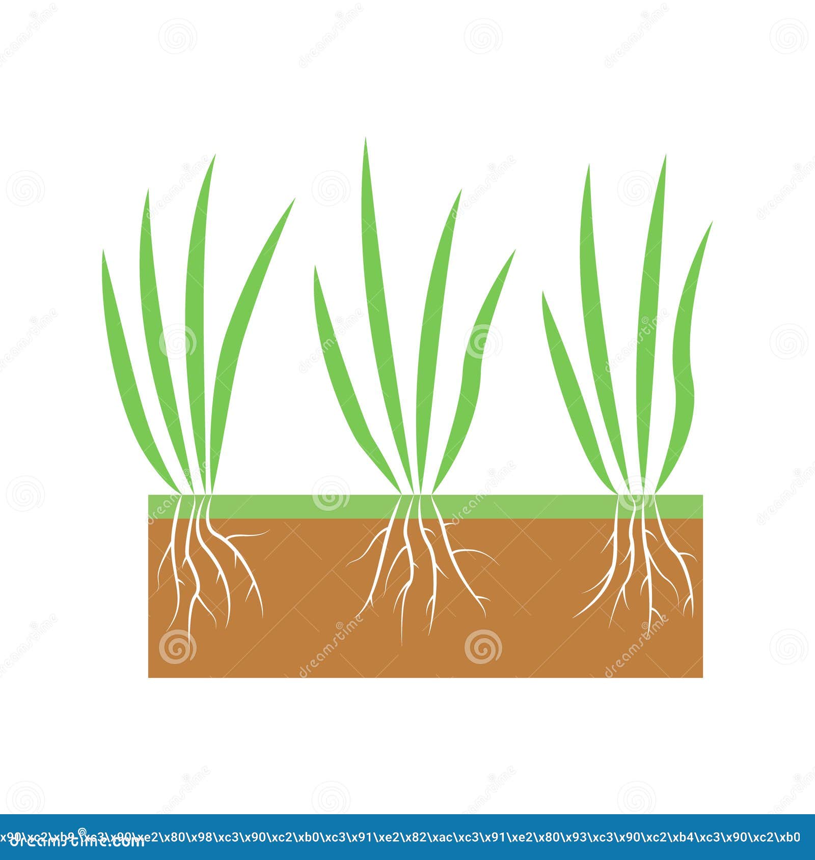 Plant With Roots Set Lawn Aeration Stage Illustration Lawn Grass Stock Illustration Illustration Of Isolated Design Plant With Roots Set Lawn Aeration Stage Illustration Lawn Grass Stock Illustration Illustration Of Isolated Design