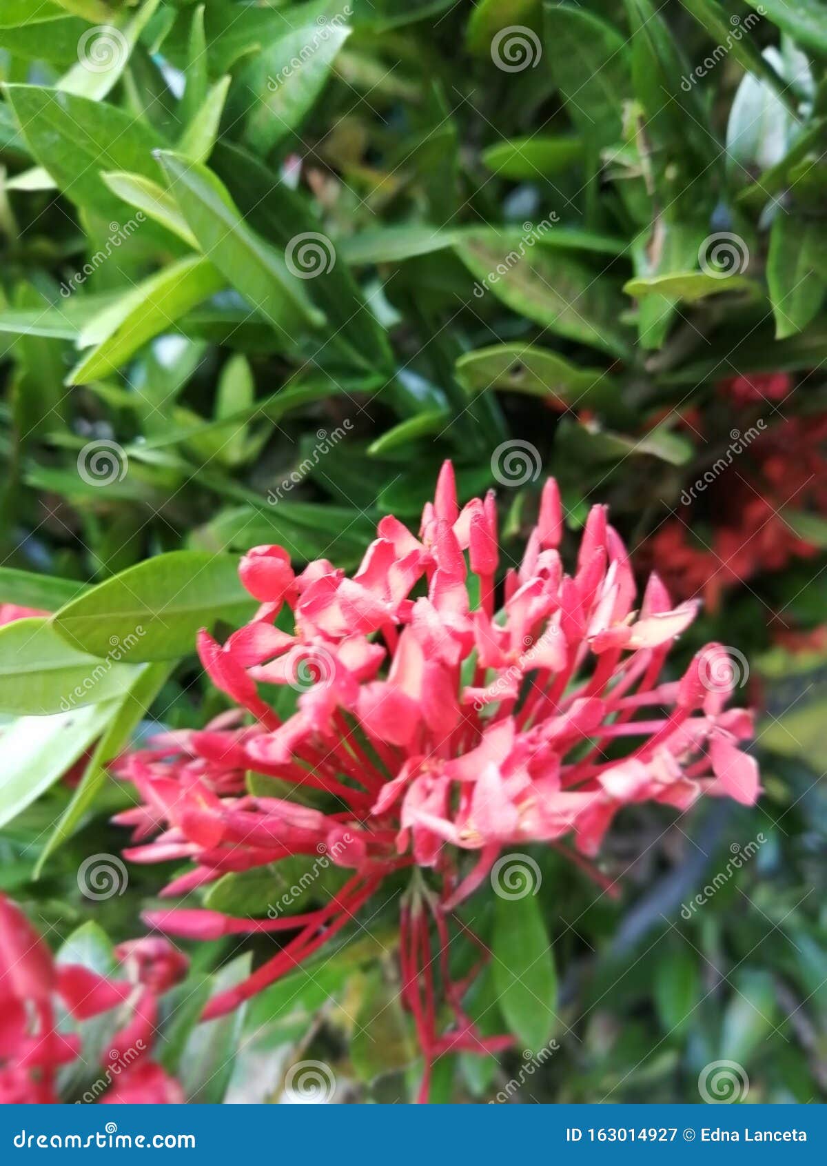 Plant Santan Flower Bloom Beauty Stock Image Image of plant, santan