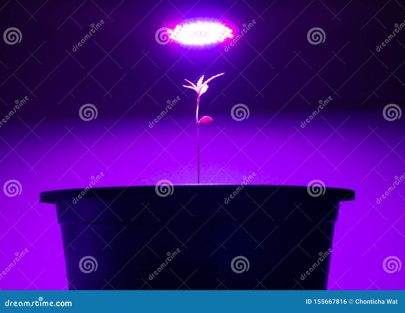 Sapling Cannabis Growing in Pot with LED Grow Light Stock Photo Image