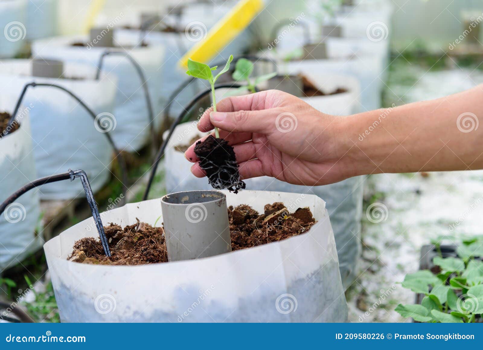 https://thumbs.dreamstime.com/z/plant-sapling-crop-bags-farmer-green-melon-209580226.jpg