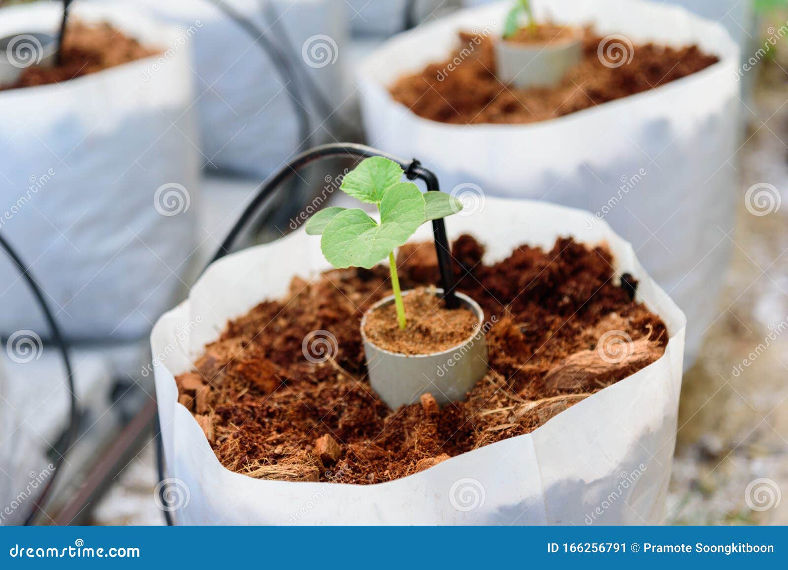 https://thumbs.dreamstime.com/z/plant-sapling-crop-bags-melon-166256791.jpg