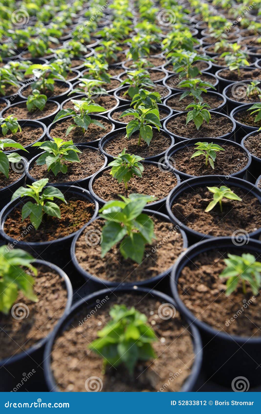 Plant Saplings in pots stock photo. Image of environment 52833812