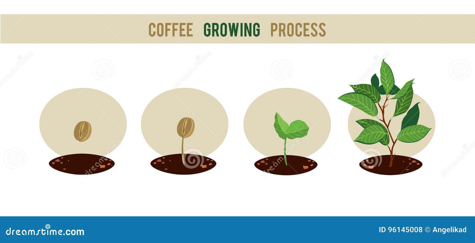Coffee is grown. Стадии роста кофе. Селекция кофейных деревьев. Схема роста кофейного дерева. Кофе Росток вектор.