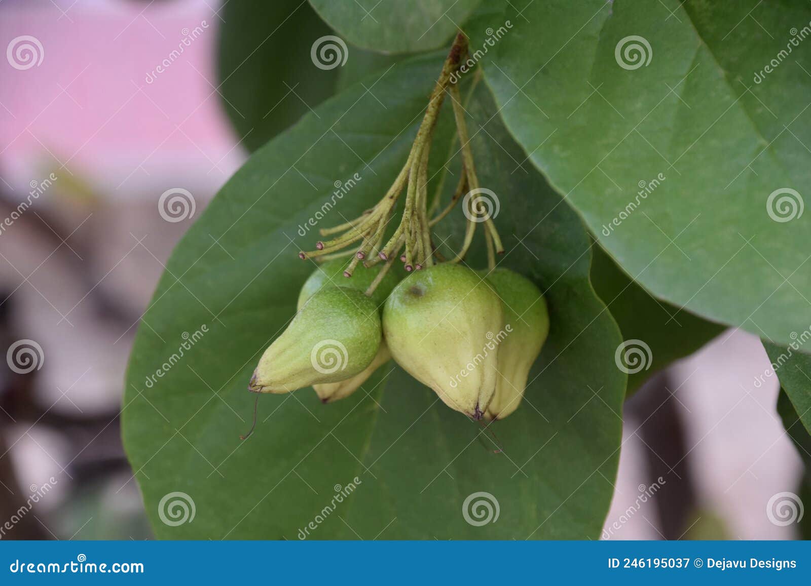 Plant Seed Pods Dangling from a Bush Stock Image Image of pods