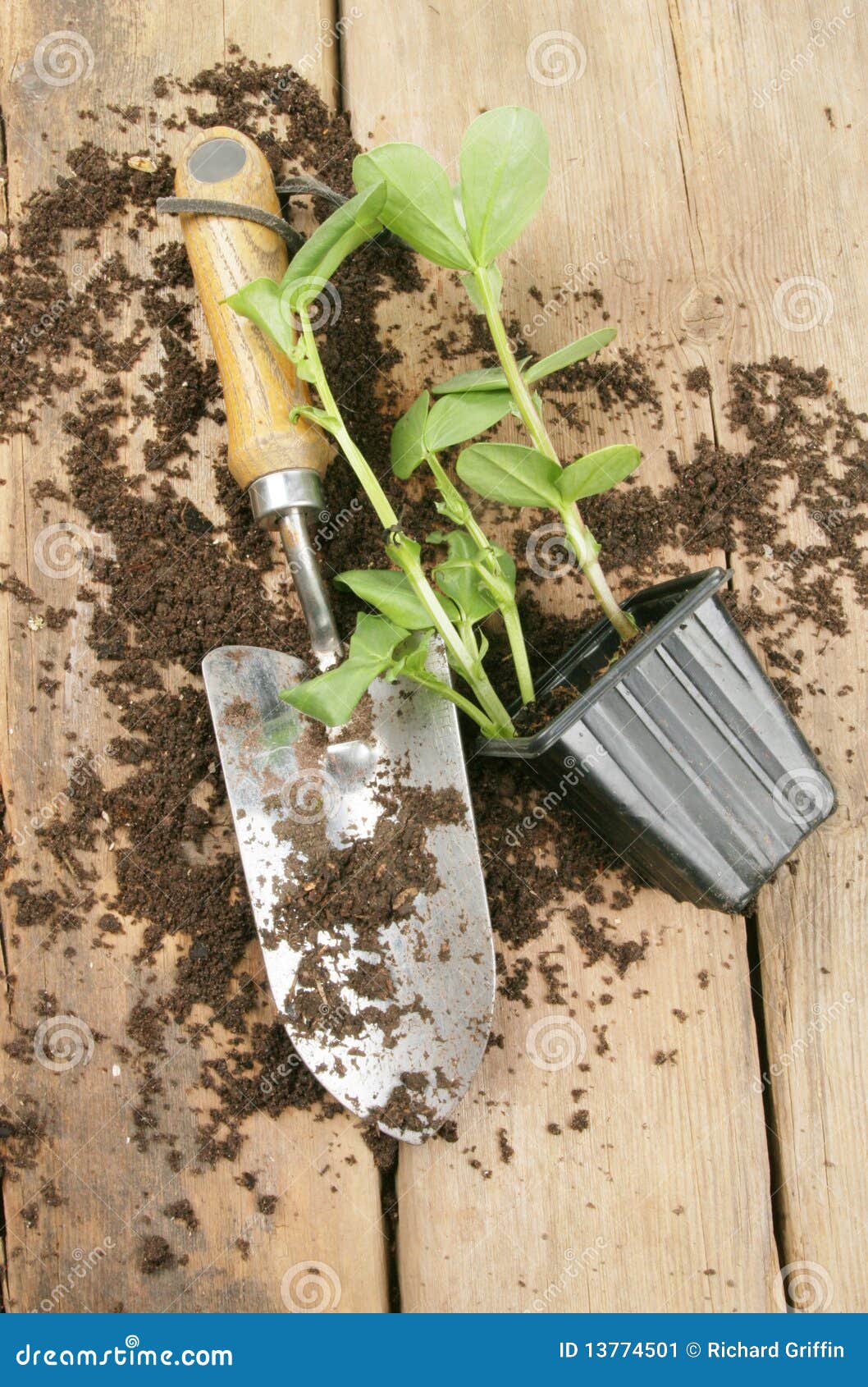 Plant seedling and trowel stock image. Image of green 13774501