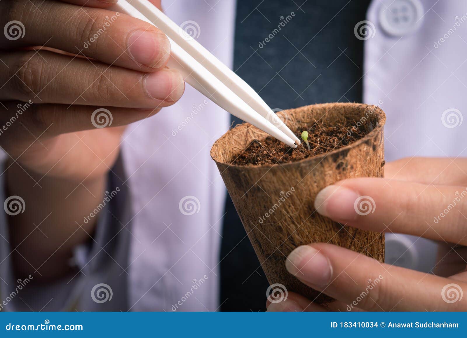 Plant Selection and Exploring New Methods of Plant Breeding Stock Photo