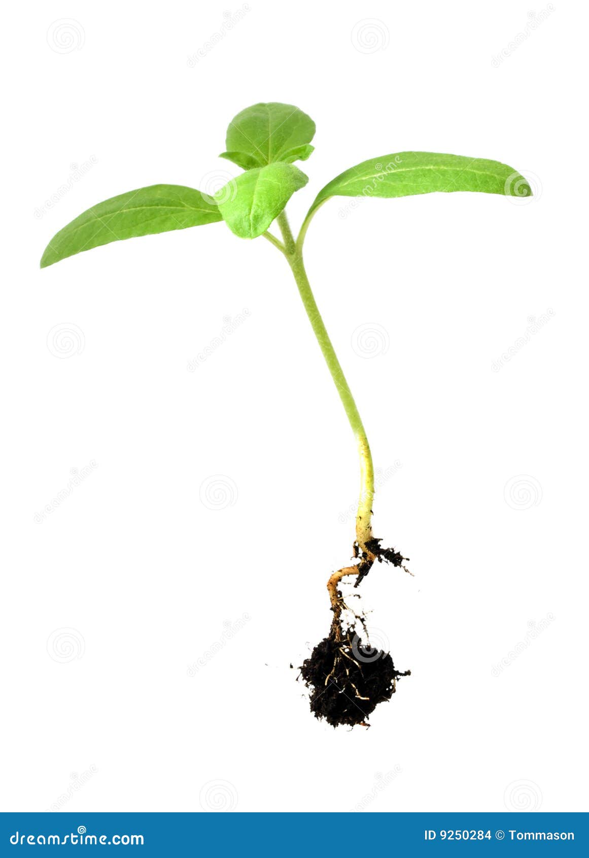 Plant shoot stock photo. Image of plant, nature, botany 9250284