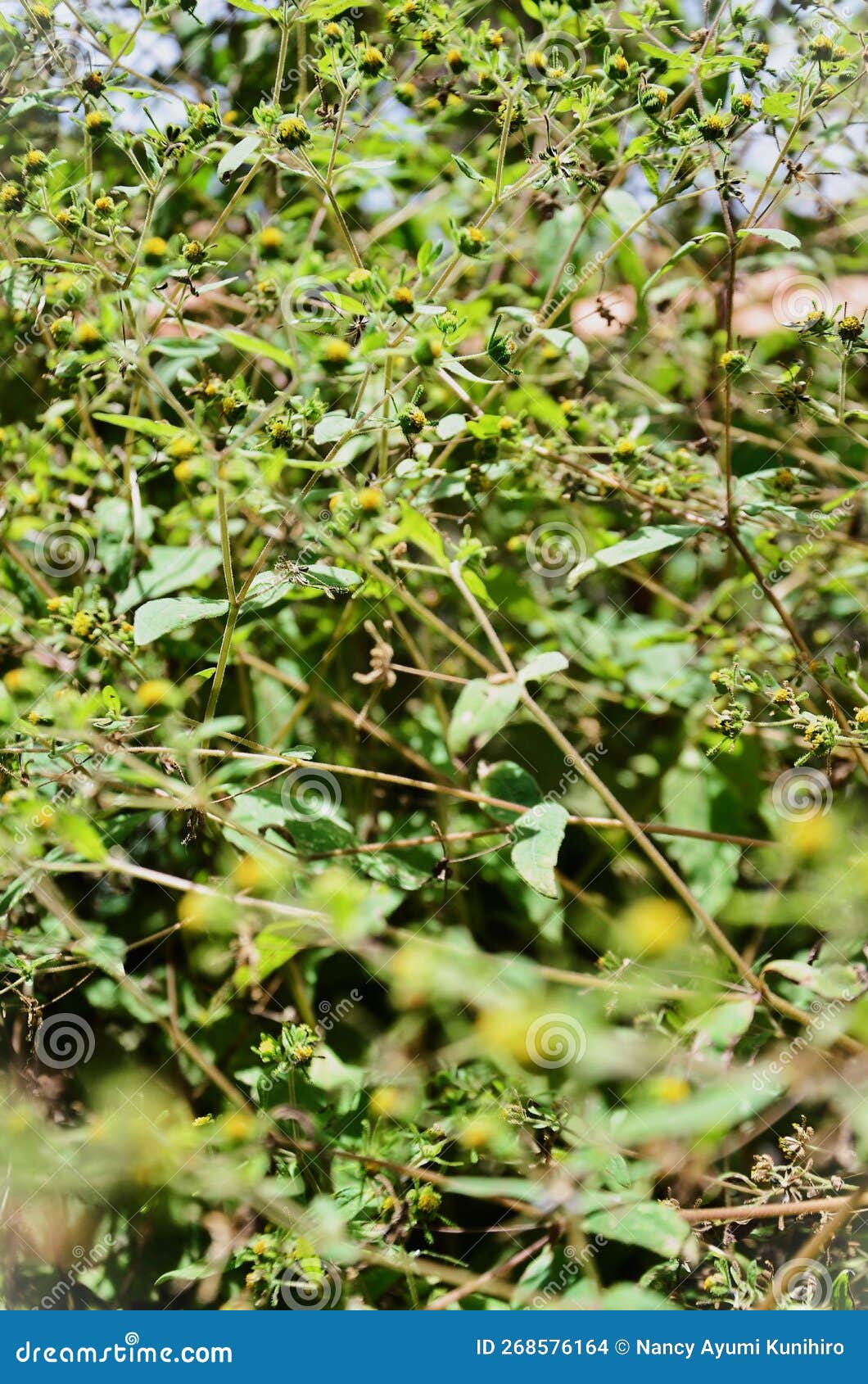 the plant siegesbeckia pubescens in sunny day