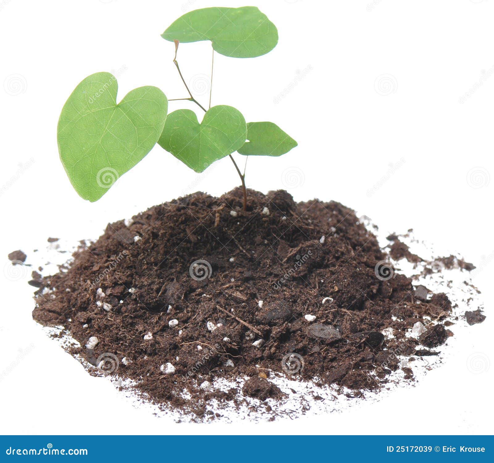 plant sprout plant sprout