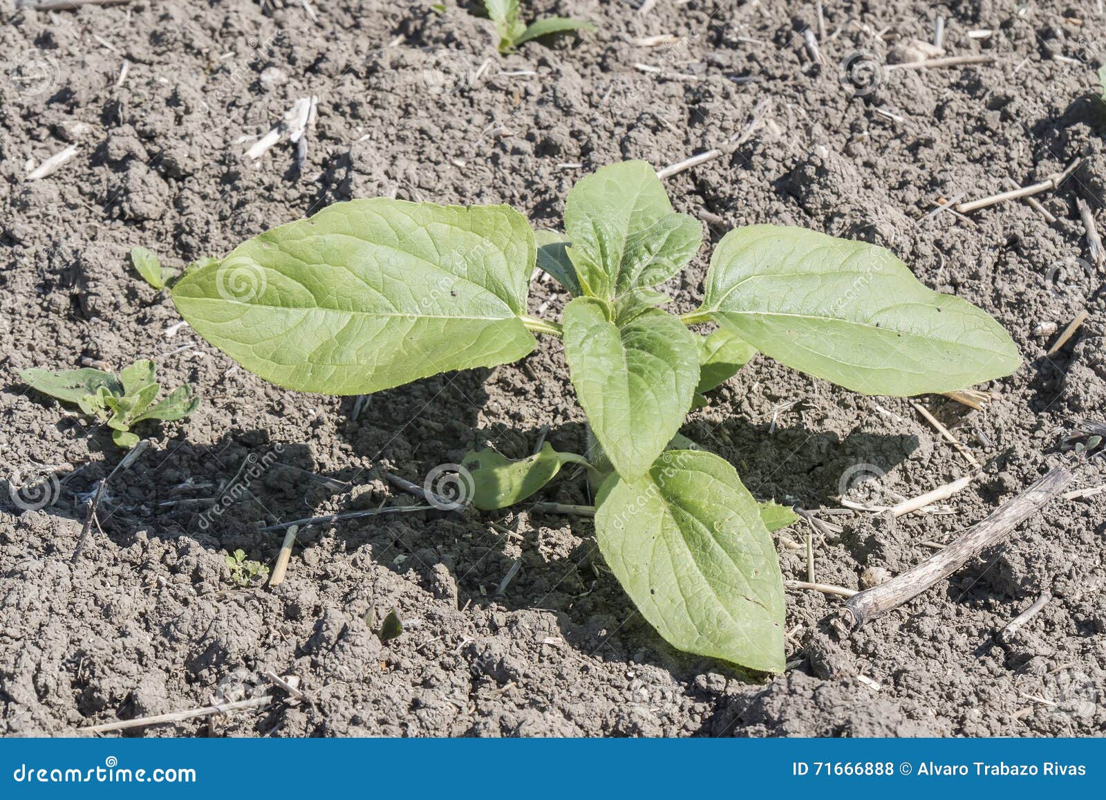 Plant Sprout Sunflower Growing Stock Photo Image of healthy, concept 71666888