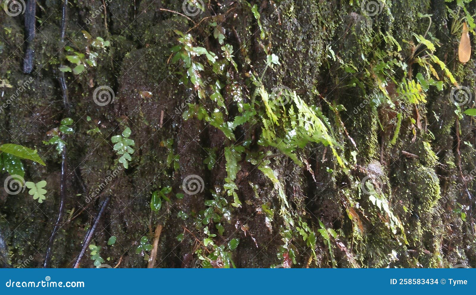Plant stone water stock photo. Image of woodland, trunk 258583434