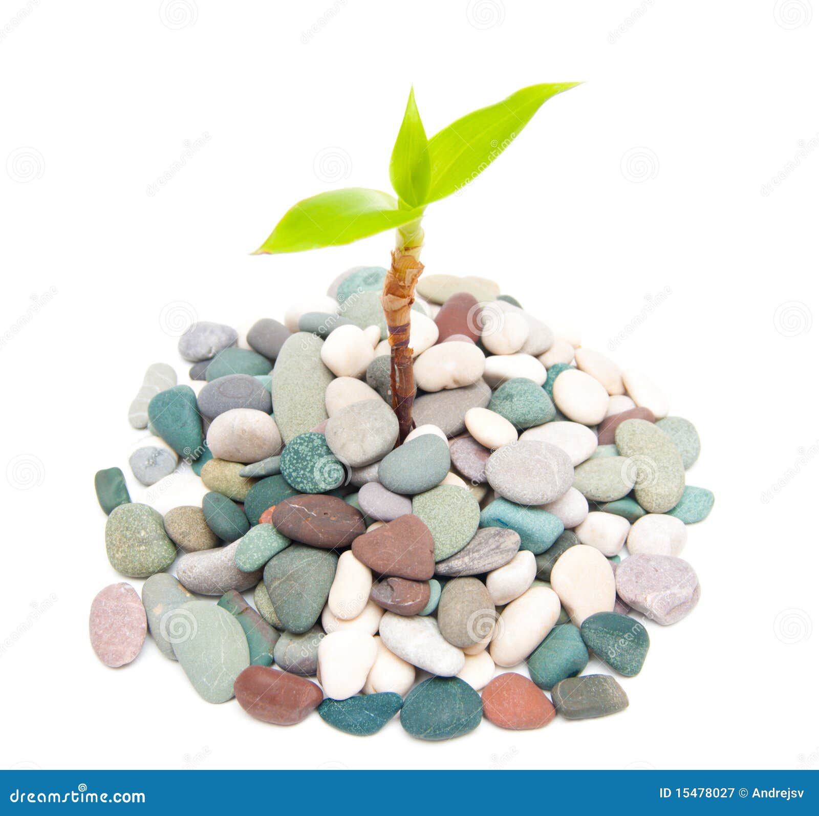 Plant in the stones stock image. Image of isolated, freshness 15478027