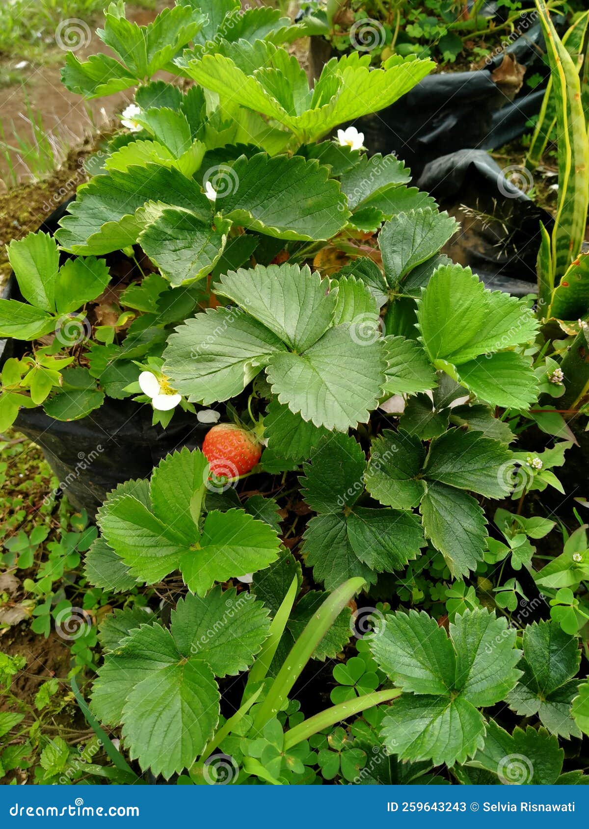 Plant Strawberry Flowering and Bear Fruit Stock Image Image of autumn