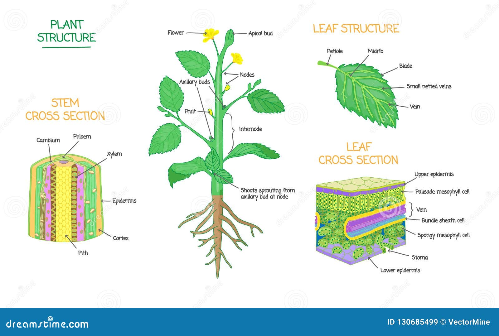 Plant Structure And Cross Section Botanical Biology