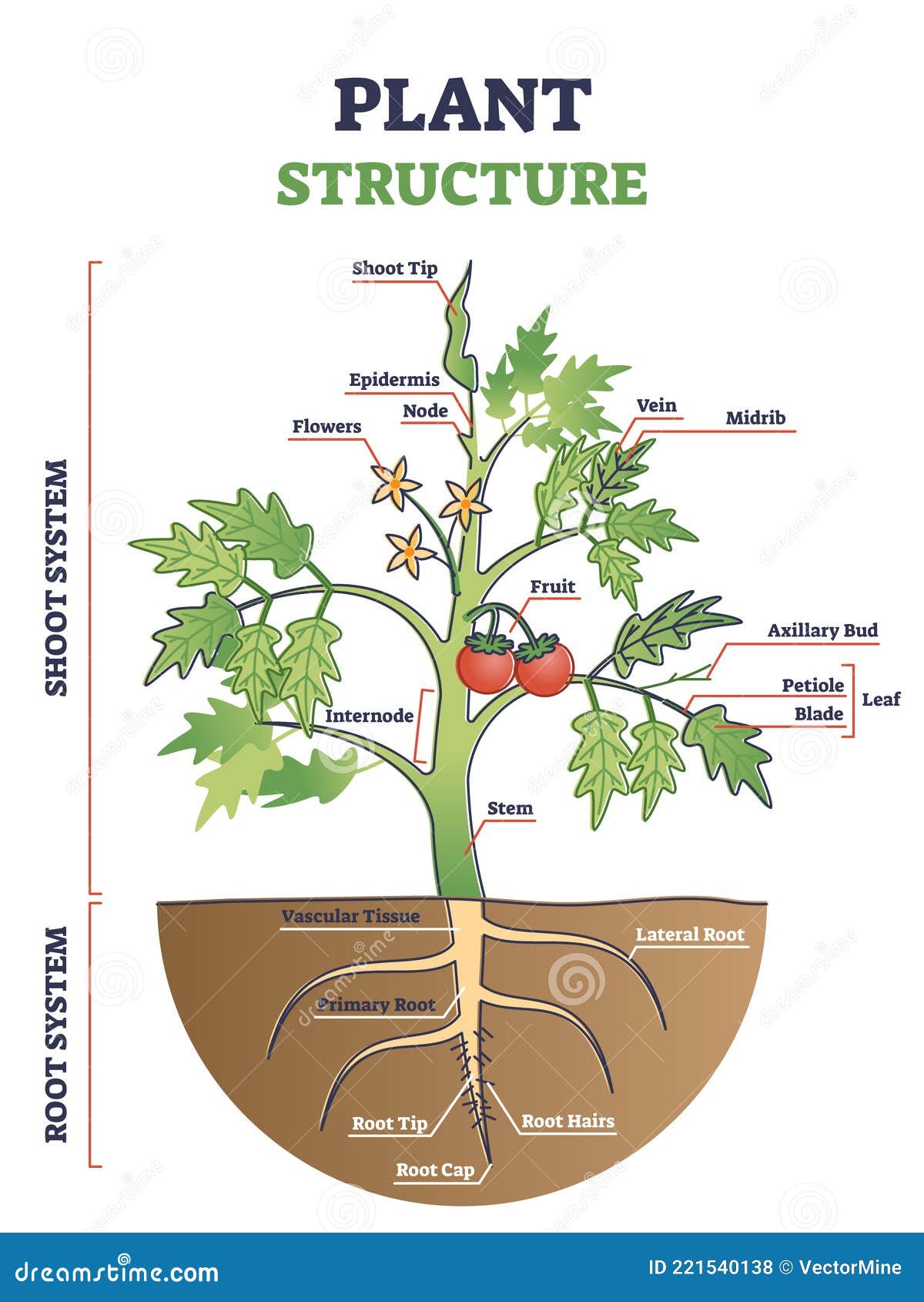 Plant Roots Diagram