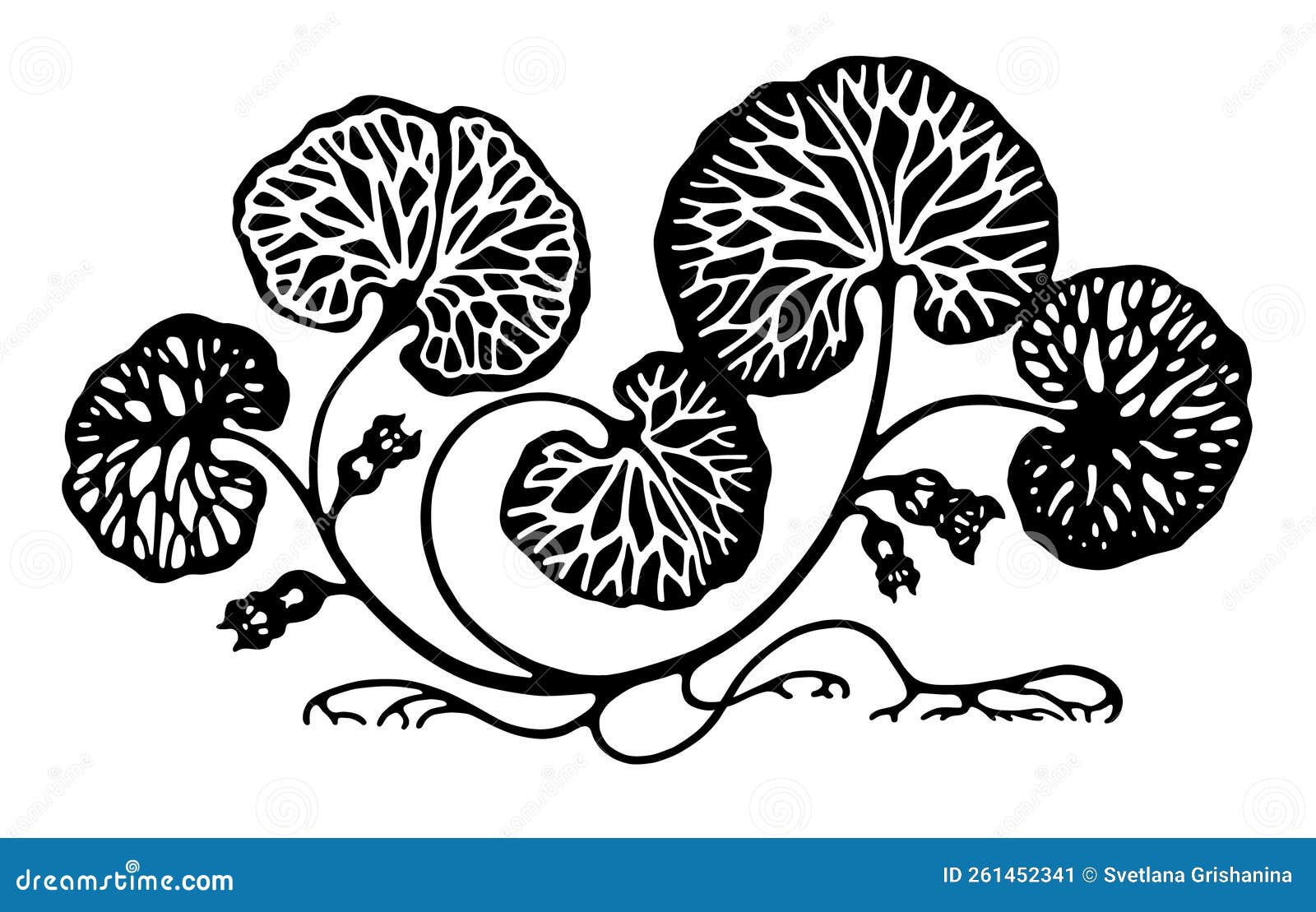 plant styling. european wild ginger (lat. asarum europaeum).