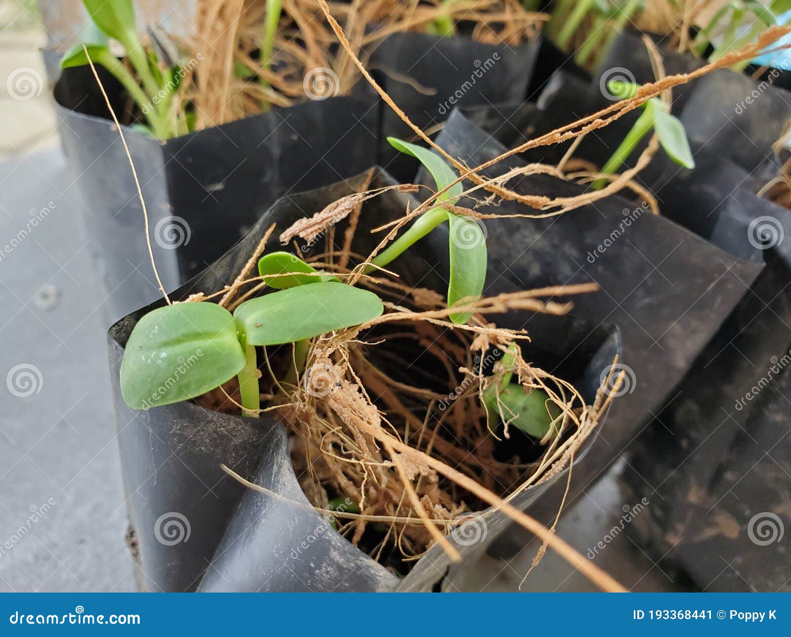 1,577 Grow Bags Stock Photos - Free & Royalty-Free Stock Photos from  Dreamstime