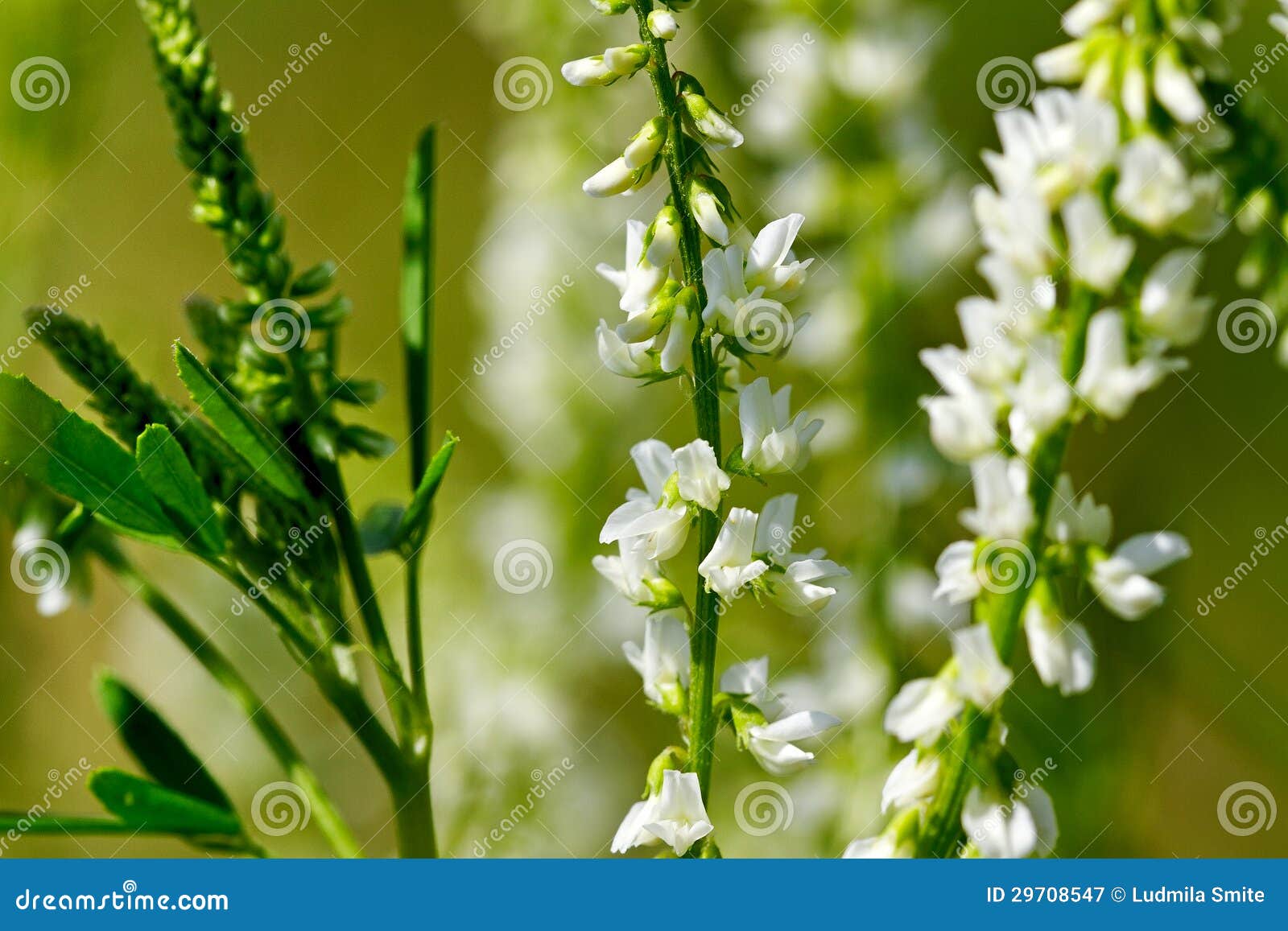 Sweet clover. stock image. Image of grow, optimistic 29708547