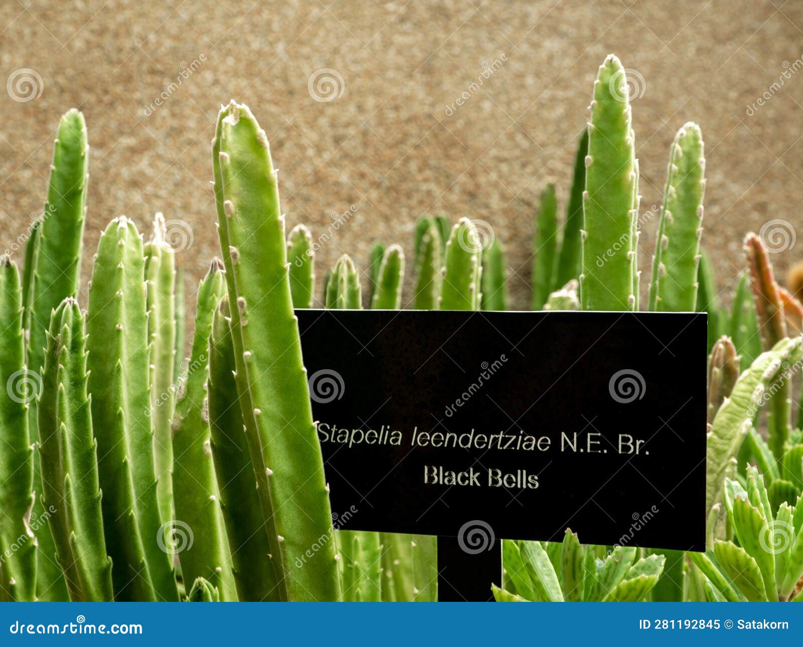 Plant Tag Label with Succulent Plant Black Bells Stock Image Image of