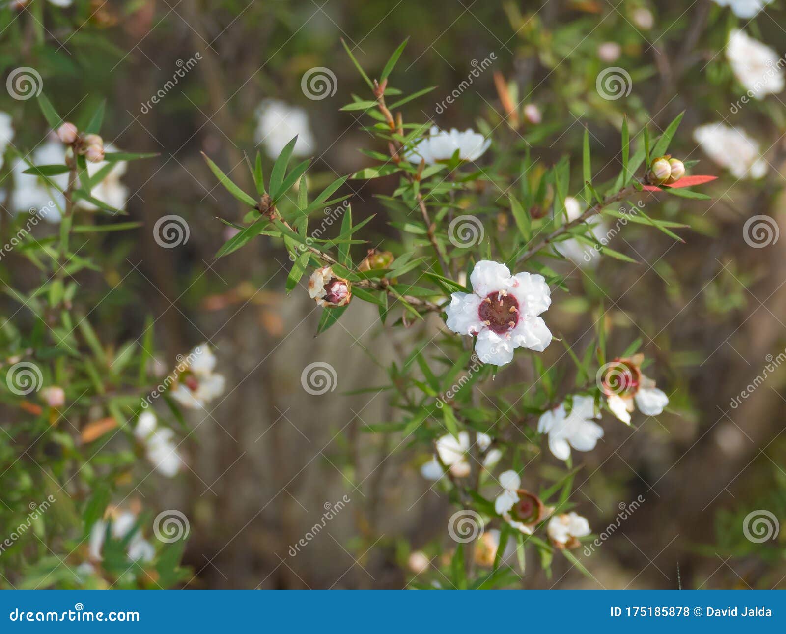 Plant Tea Tree with White Flowers Leptospermum Scoparium Manuka ...