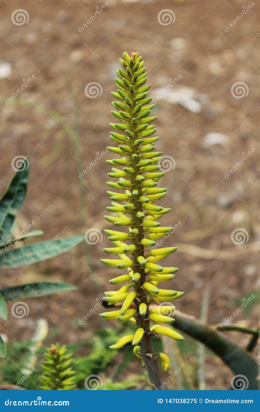 plant at tenerife, canary islands