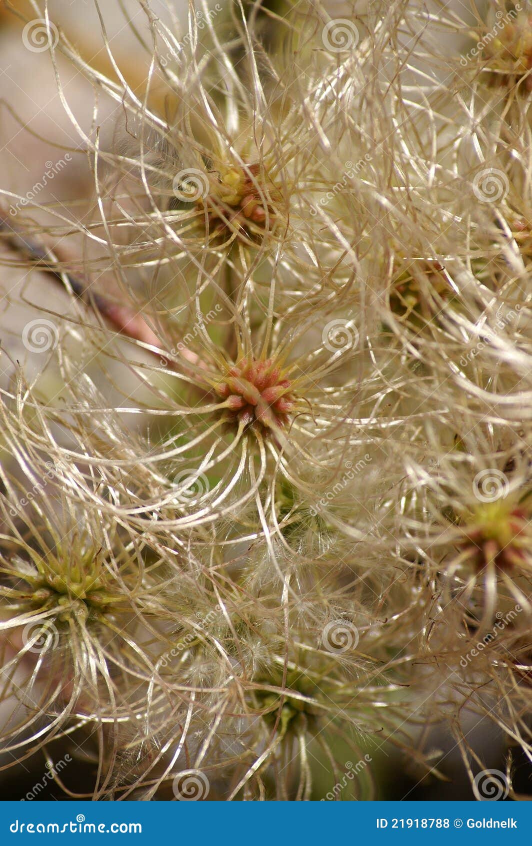 Plant tentacles stock photo. Image of plant, unique, nature 21918788