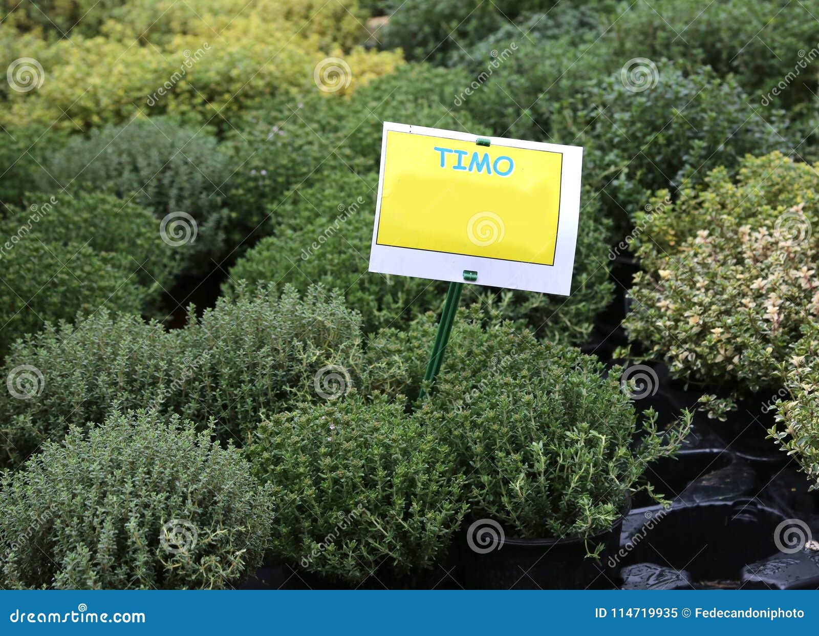 plant with text timo which in italian means thyme