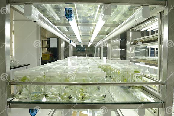 Plant tissue culture stock image. Image of examination - 26536311