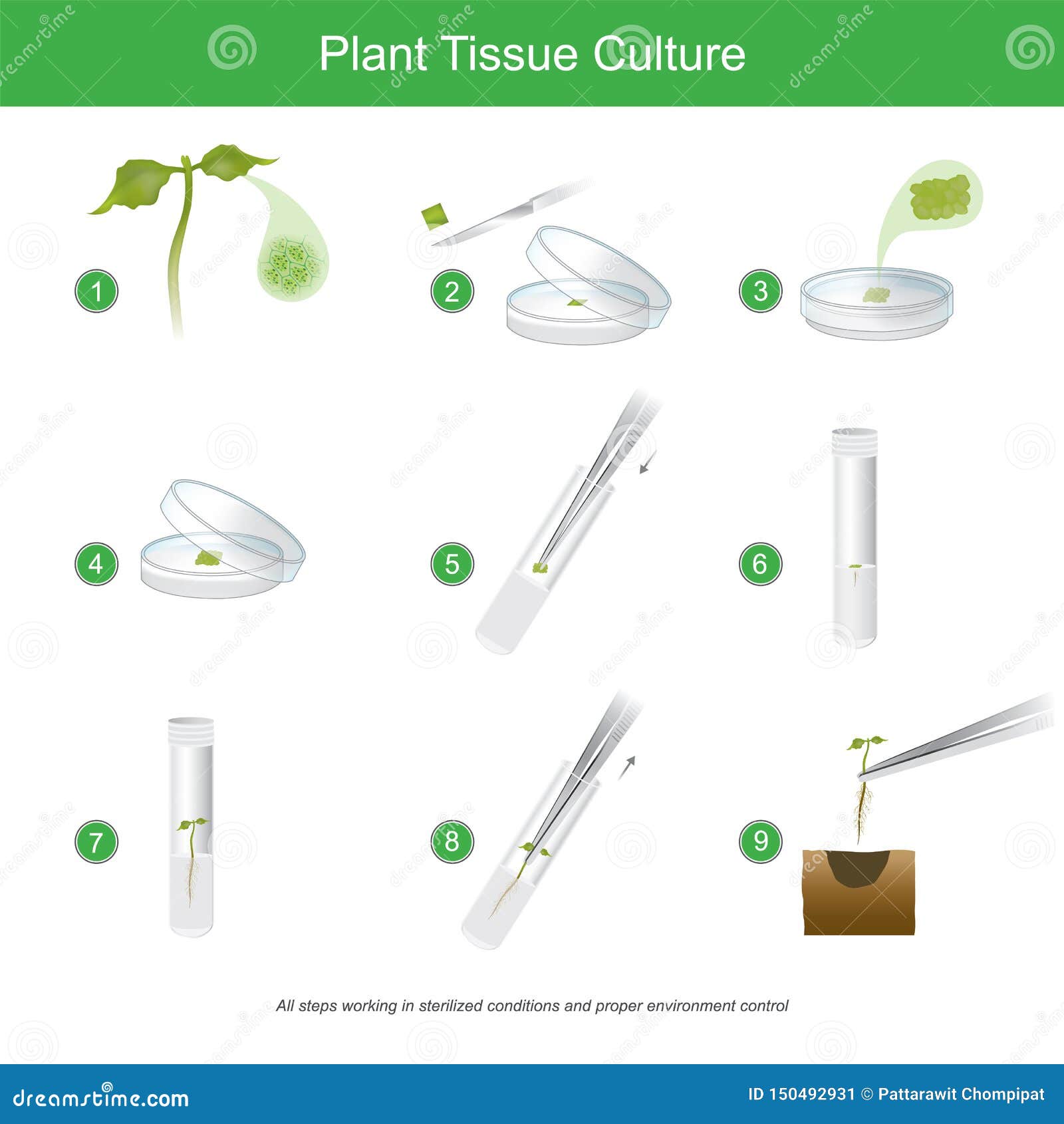 Plant Tissue Culture Stock Illustrations – 308 Plant Tissue Culture Stock  Illustrations, Vectors & Clipart - Dreamstime