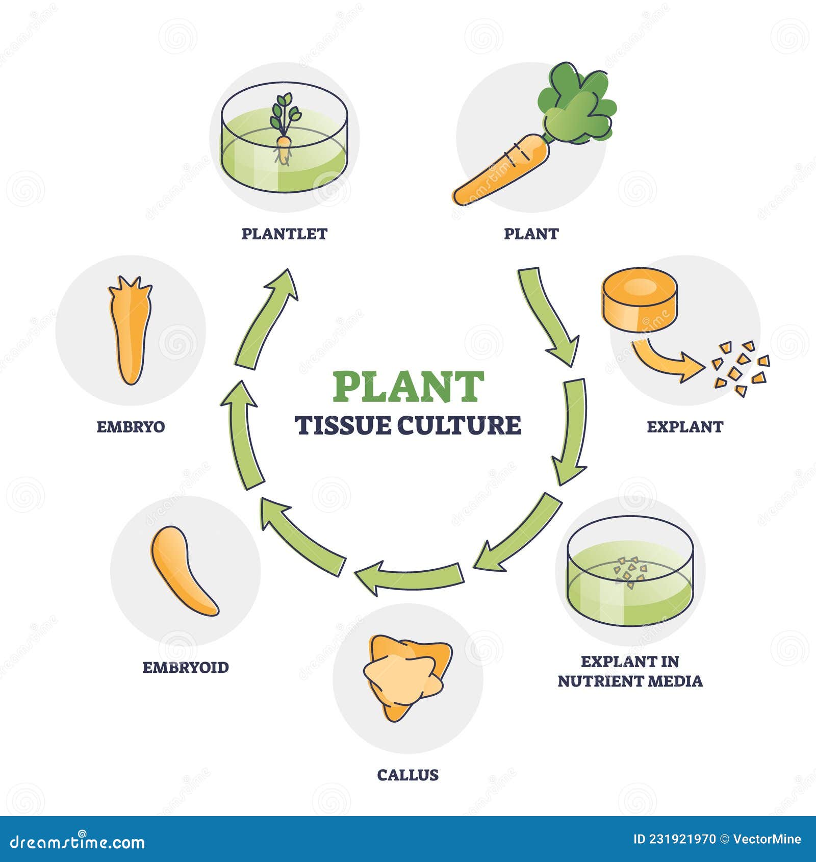 Plant Tissue Culture Technique To Maintain or Grow Cells Outline Diagram Stock Vector - Illustration of research, educational: 231921970