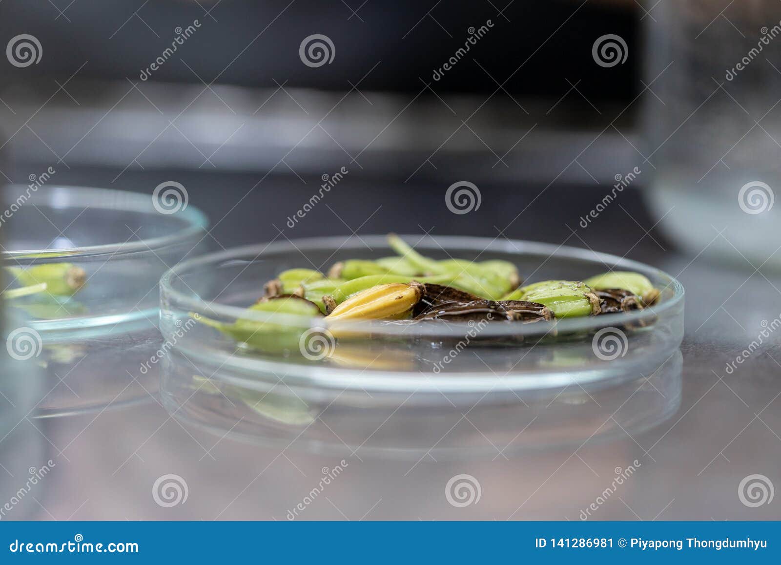 Plant Tissue Culture Techniques in Laboratory. Stock Image Image of
