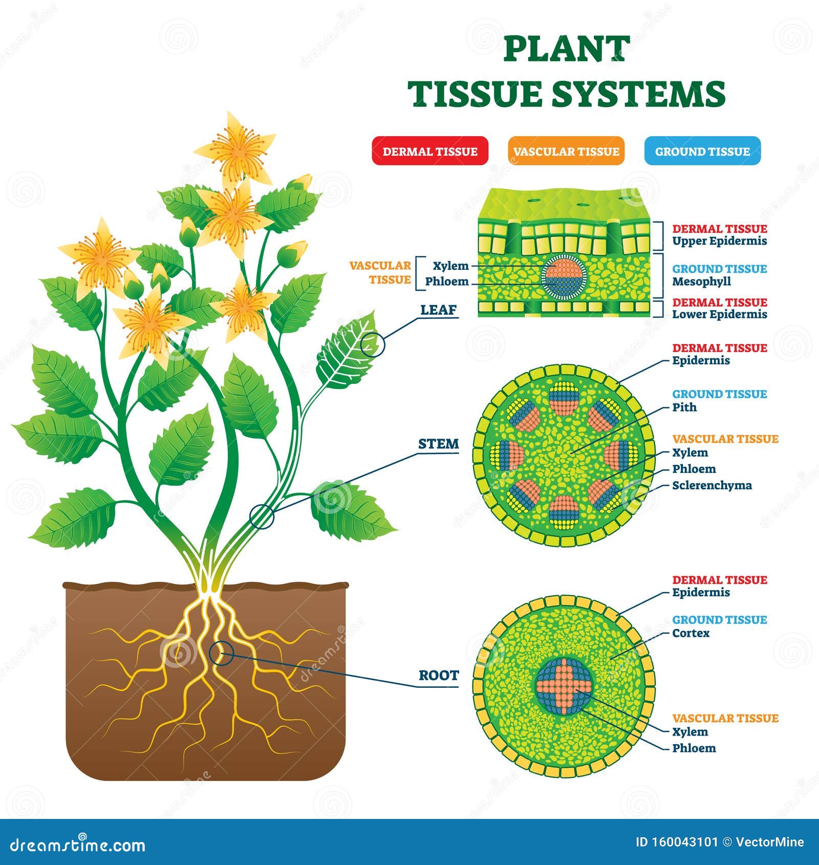 labeling primary growth structures ground tissue