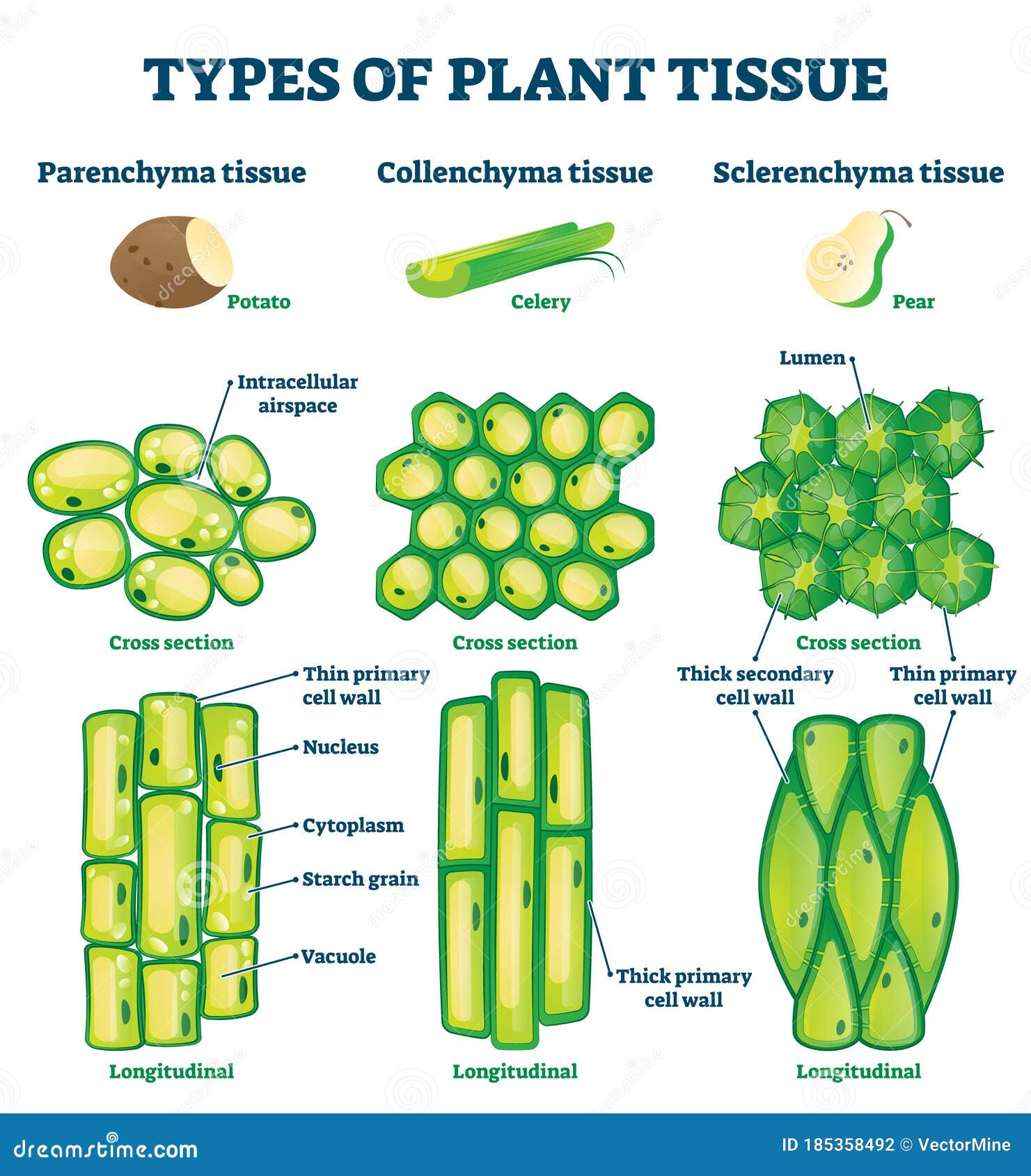 plant tissue types  . labeled educational structure scheme