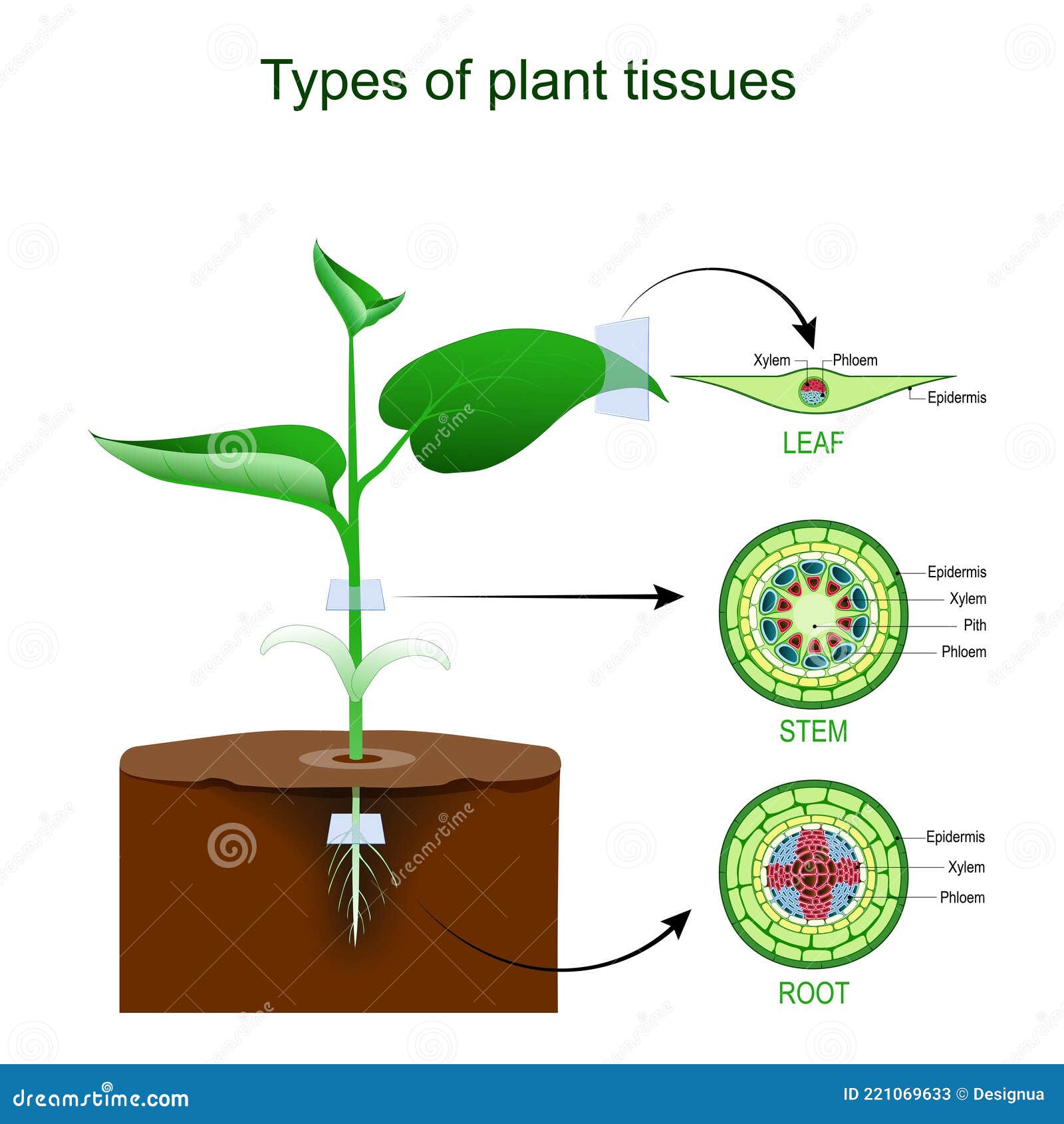 Plant tissues. Plant Tissue Types. Лист растения объект. Эндархная Ксилема.
