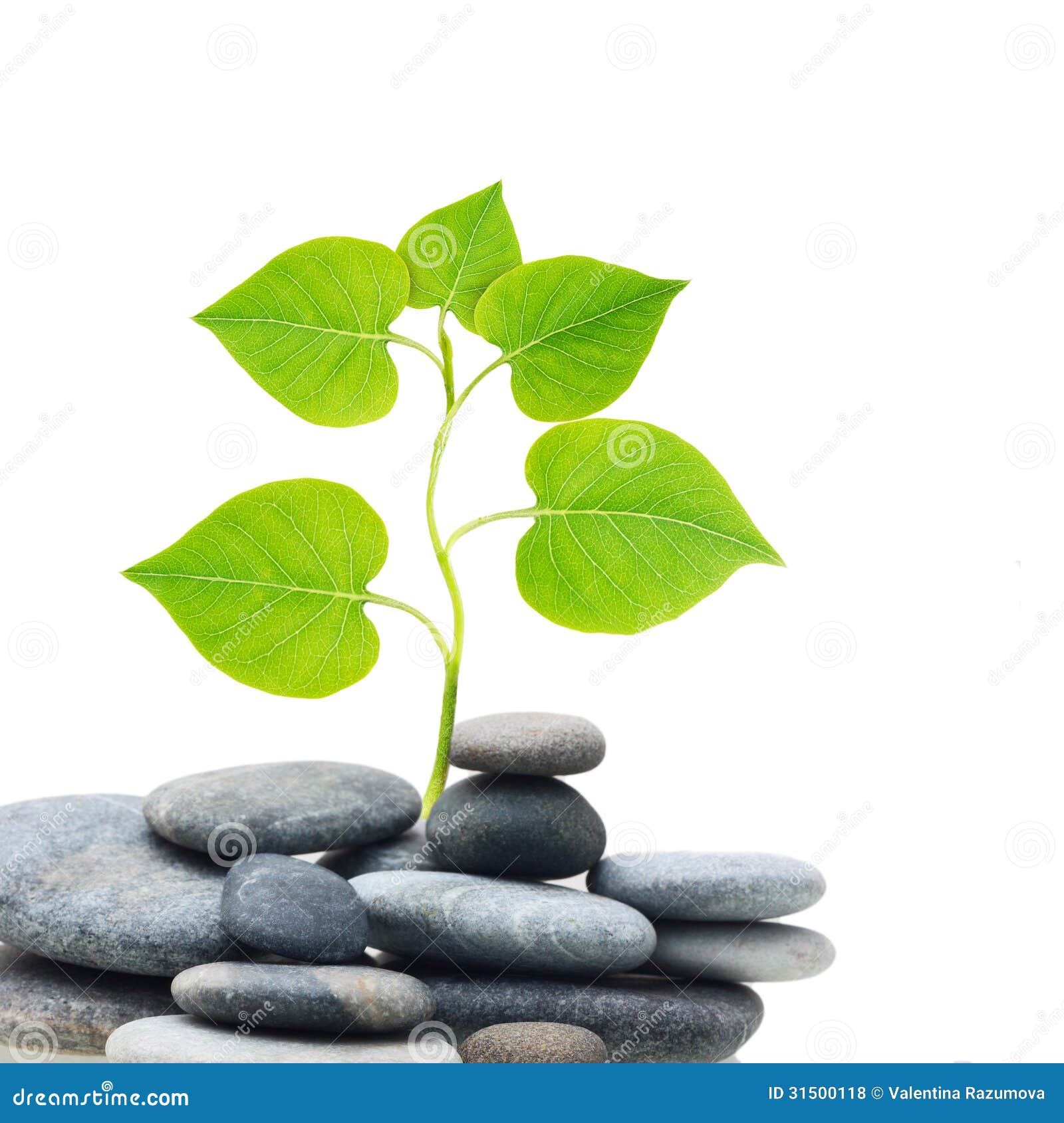 Plant tree in stones. stock photo. Image of leaf, stone 31500118