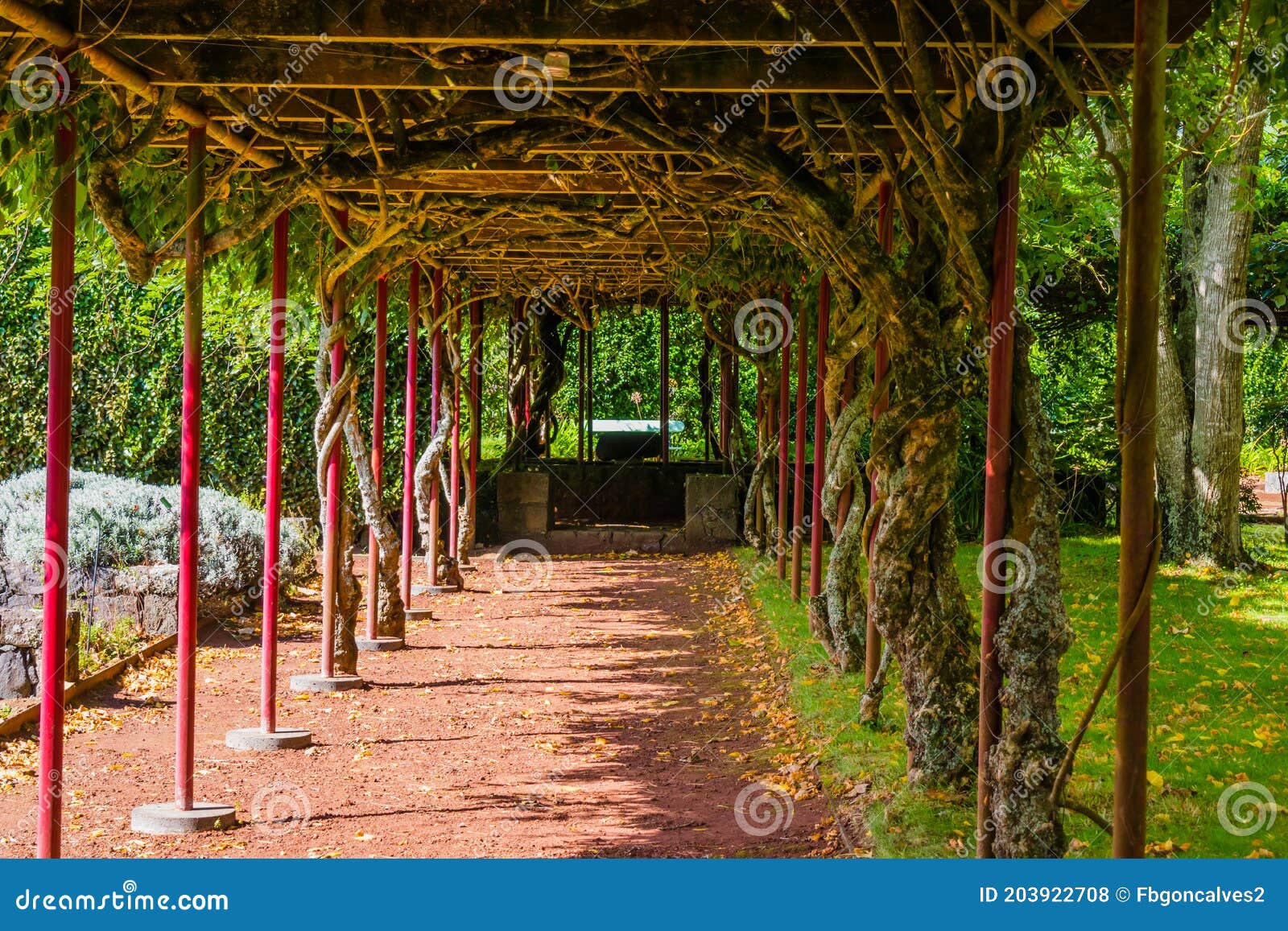 plant tunnel in jardim botÃÂ¢nico