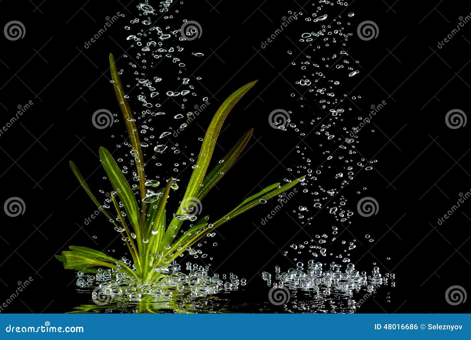 Plant under the water stock photo. Image of fluidity 48016686