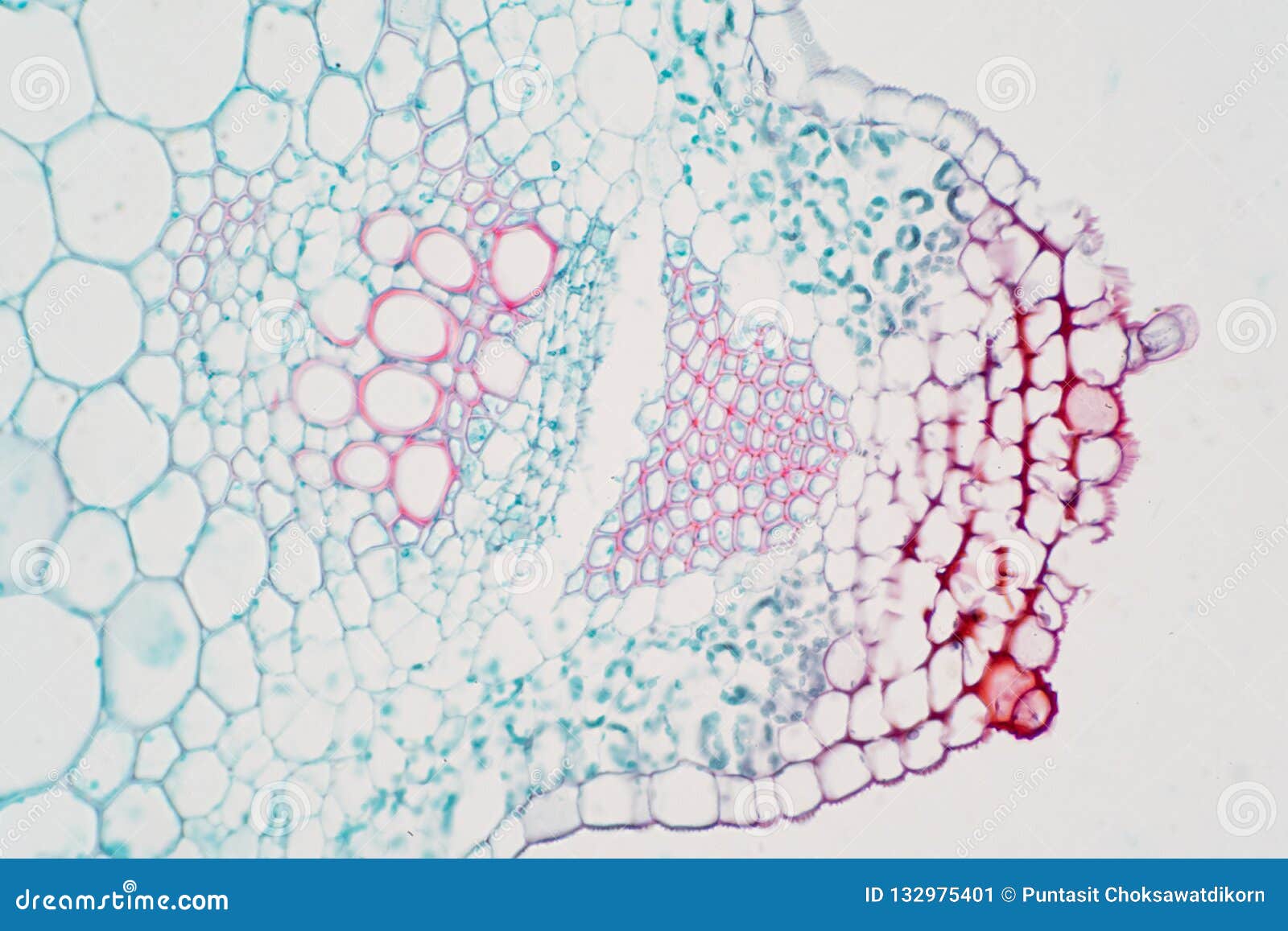 Plant Vascular Tissue Under Microscope View Stock Image Image of