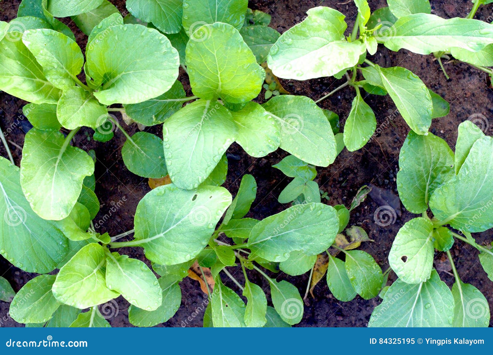 Plant Vegetable Garden Vegetable On Soil Organic Pesticide For