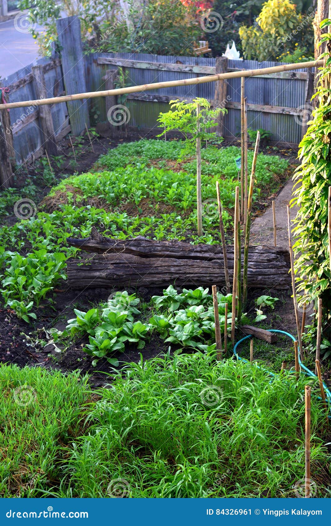 Plant Vegetable Garden Vegetable On Soil Organic Pesticide For