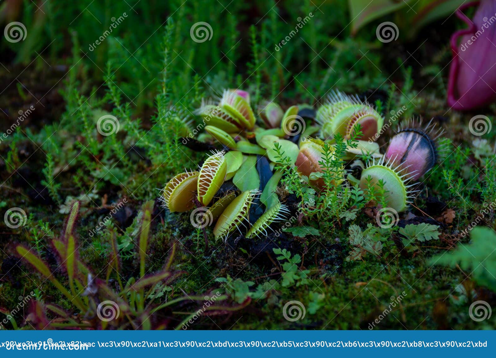 Plant Venus Flytrap a Species of Carnivorous Plants from a Monotypic
