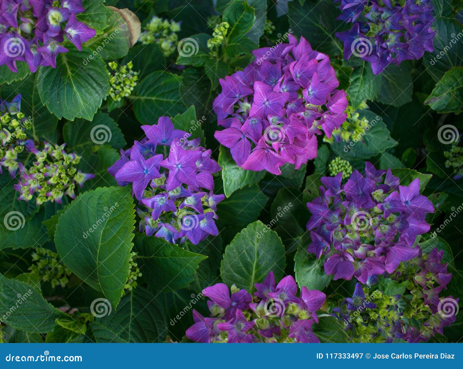 plant with violet flowers and green leaves