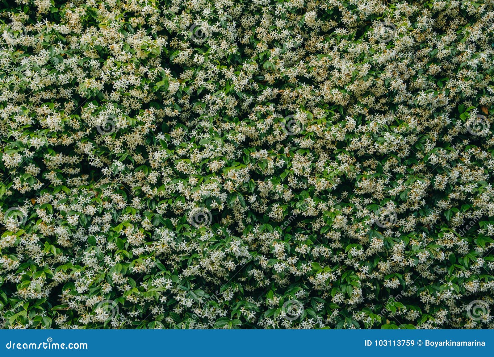 Plant Wall with Flowers, Background and Texture Stock Image Image of